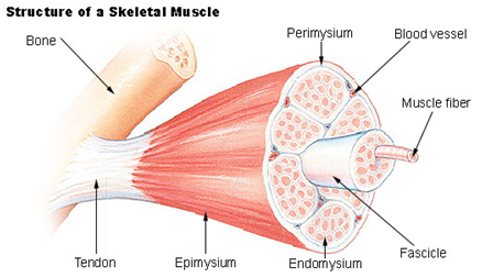 MUSCULAR SYSTEM