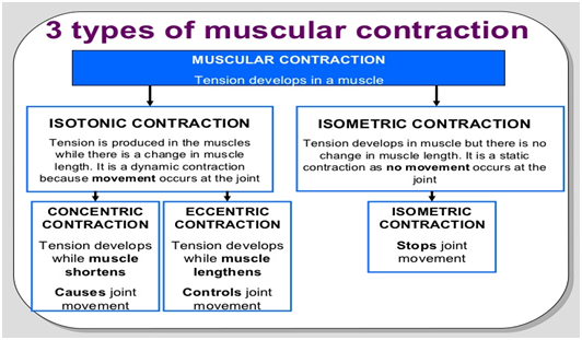 MUSCULAR SYSTEM