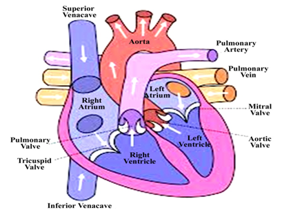 The Continuous movement of blood within an organism is called blood circulation. There are three parts of CVS: Heart, Blood Vessels, and Blood. Most importantly circulation and respiration go hand in hand. Good respiration yields a more efficient circulatory system.Further about CARDIOVASCULAR SYSTEM