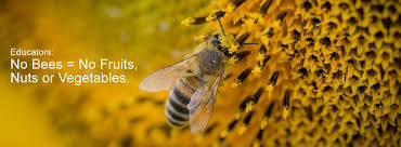 The Bee Is Declared The Most Important Living Being On The Planet. See Why  !!!