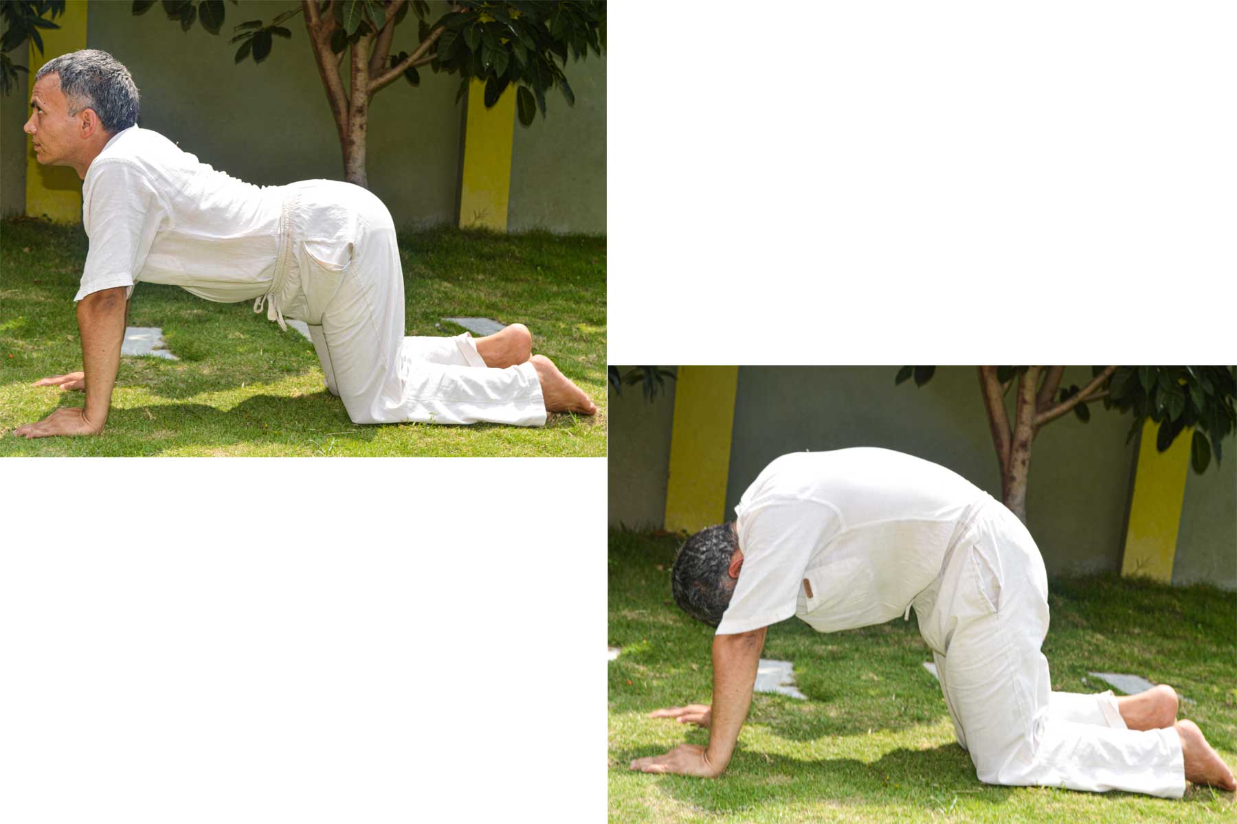 28 Cat Cow Yoga Pose Stock Photos, High-Res Pictures, and Images - Getty  Images