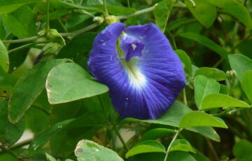 Butterfly Pea